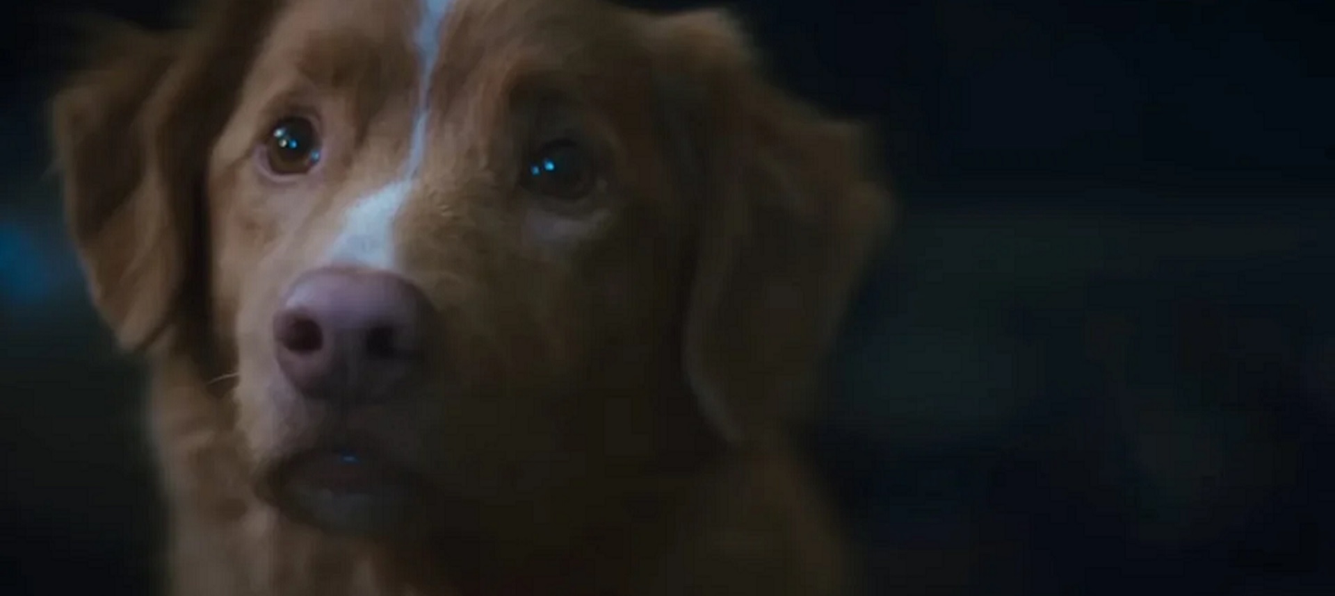 Il sogno del cane nel pozzo