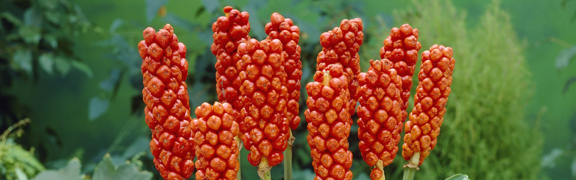 Arum Italicum