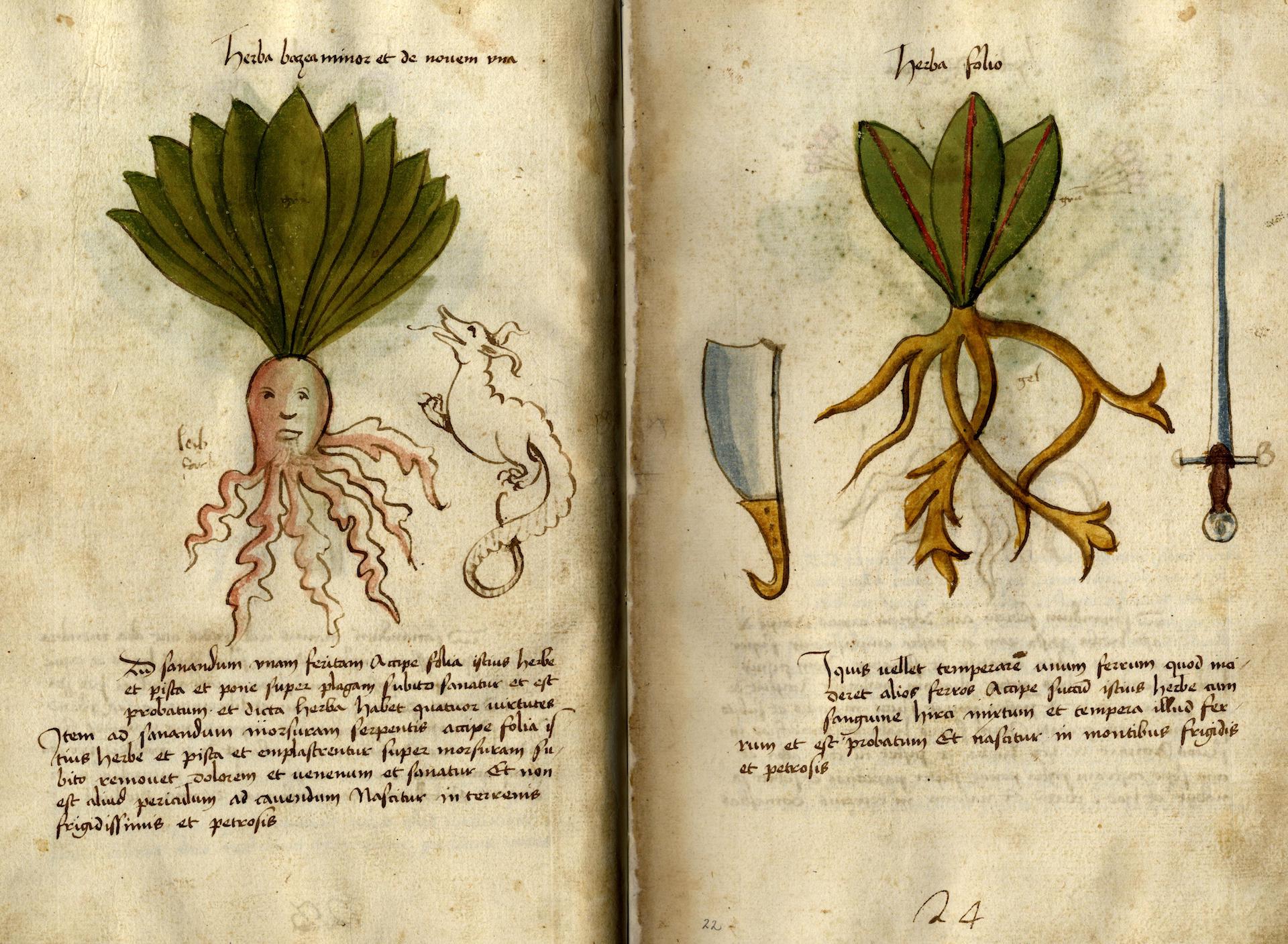 Erbario, Manoscritto cartaceo, seconda metà del sec. XV, Biblioteca Bertoliana - Vicenza